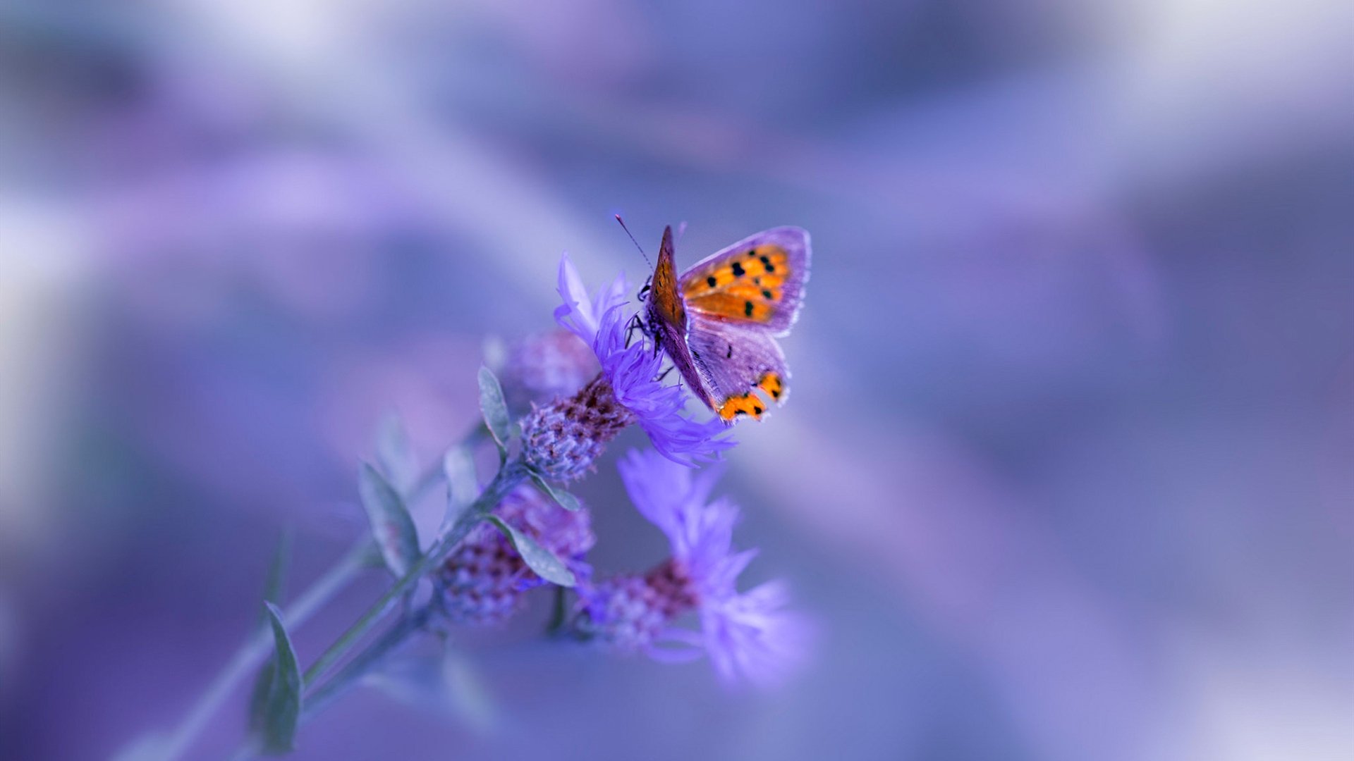 开云官网登录-2025年中国篮球城市联赛全面升级，2021中国城市篮球联赛